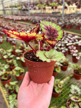Load image into Gallery viewer, 4&quot; Begonia Rex “ Harmony’s Christmas Cheer”
