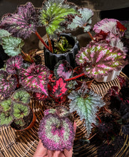 Load image into Gallery viewer, 2&quot; Begonia Rex Bundle
