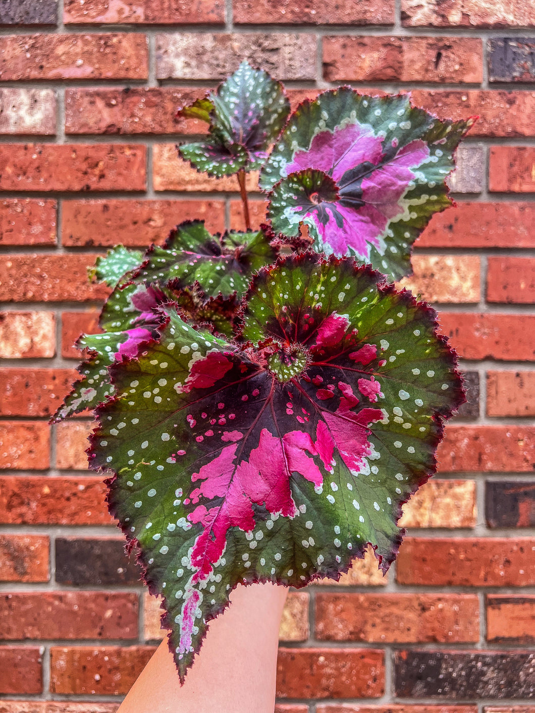 Begonia Rex “Harmony’s Big Bang”