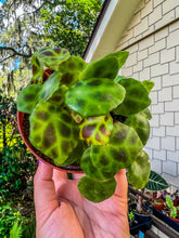 Load image into Gallery viewer, 4” Begonia kingiana
