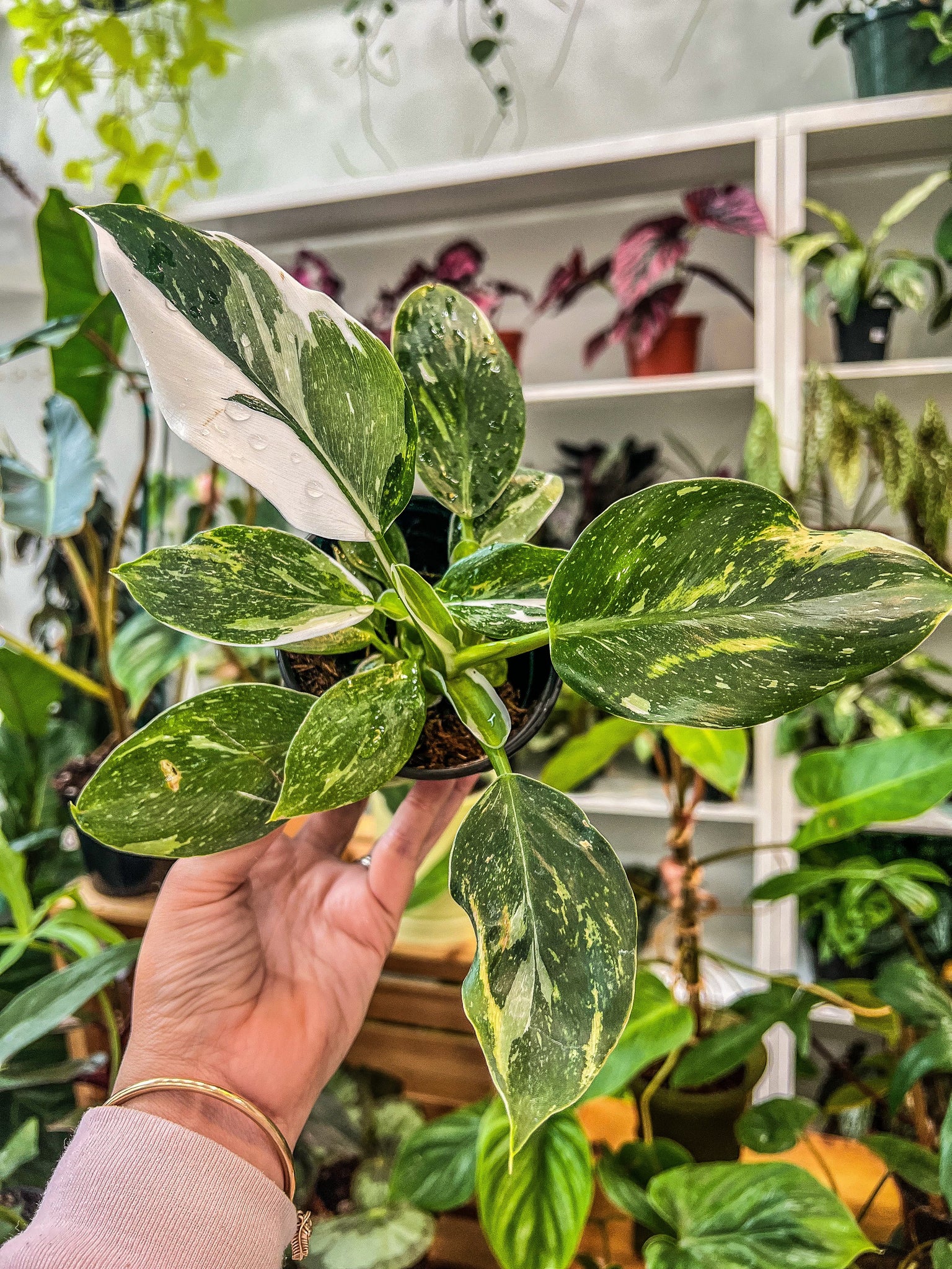 is philodendron white wizard a climber 4” Philodendron White Wizard – Angie's Planties