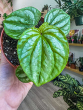 Load image into Gallery viewer, 4&quot; Peperomia ecuador sp
