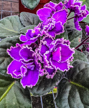 Load image into Gallery viewer, 4&quot;  African Violet &quot;Wrangler’s Spanish Cavalier&quot;
