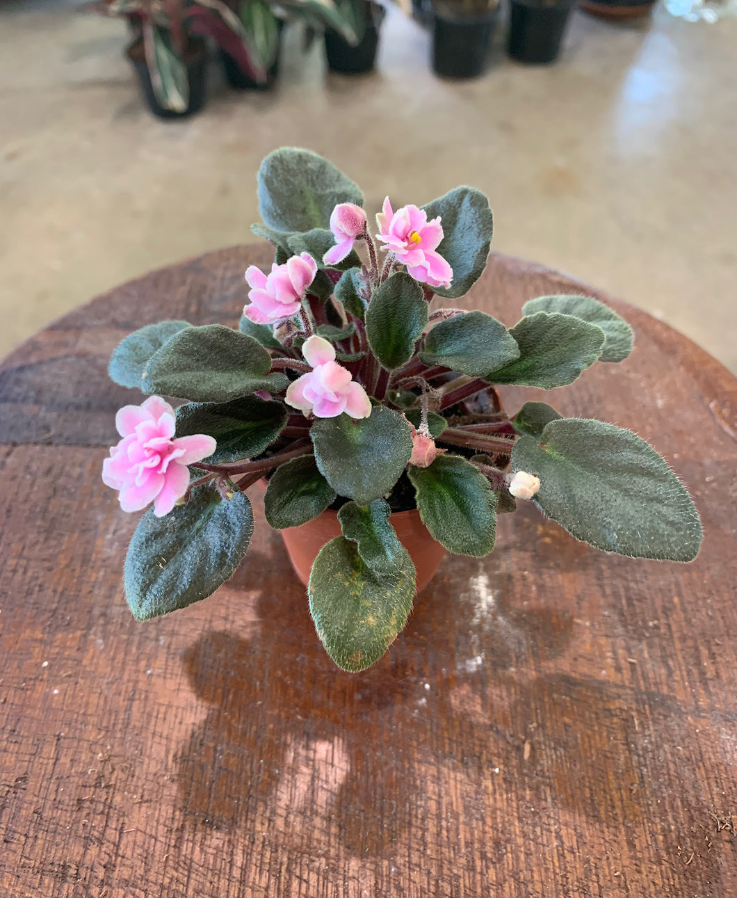 Mini African Violet “Jolly Fun“