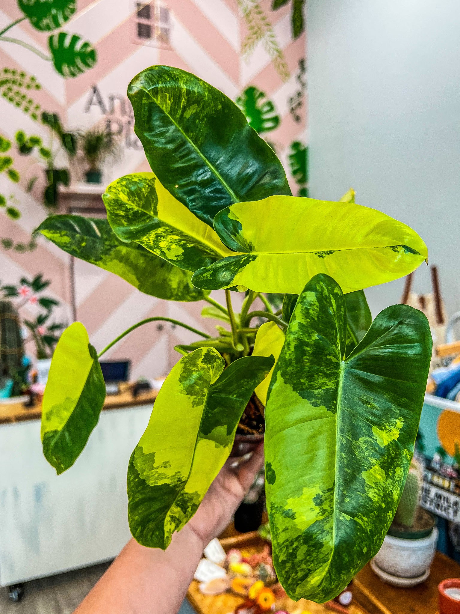 philodendron burle-marxii 3.5" Philodendron Burle Marx Philodendron Burle Marx Aurea Variegata – Angie's Planties