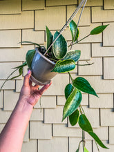 Load image into Gallery viewer, Hoya macrophylla albomarginata HB
