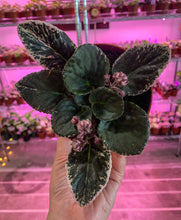 Load image into Gallery viewer, 4&quot;  African Violet &quot;Harmony’s Lucky Lady&quot;
