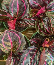 Load image into Gallery viewer, 4&quot; Calathea Dottie
