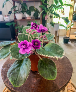 4"  African Violet "Nancy Reagan"