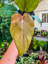 Load image into Gallery viewer, Philodendron summer glory (gloriosum x mccolley hybrid)
