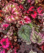 Load image into Gallery viewer, 2&quot; Begonia Rex Bundle
