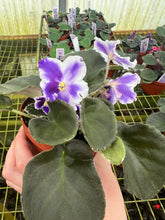 Load image into Gallery viewer, 4&quot;  African Violet &quot;VaT King of Peas&quot;

