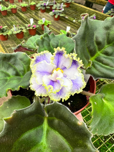 4" African Violet "Kei Yoki"