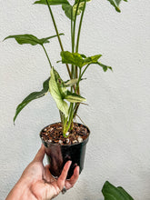 Load image into Gallery viewer, 4” Syngonium Albo Variegated

