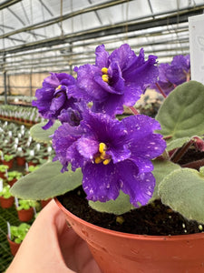 4"  African Violet “Cajun’s Beautiful Oblivion”