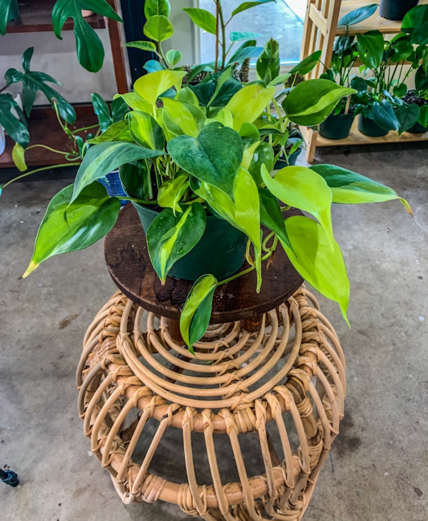 philodendron brasil pet safe Element Exotics Live Indoor Plant Philodendron Brasil in White Ceramic 6in Pot, Size: 6 inch, 0337012