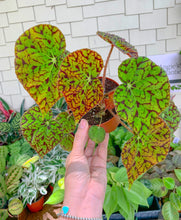 Load image into Gallery viewer, 4” Hot Spot Begonia Rex
