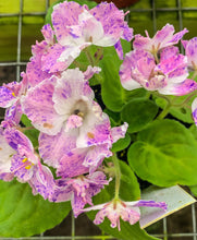 Load image into Gallery viewer, 4&quot;  African Violet &quot;K’s Dancing Spree&quot;
