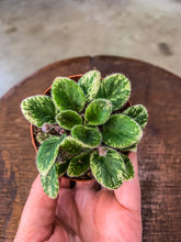 Load image into Gallery viewer, Mini African Violet “Definitely Darryl“
