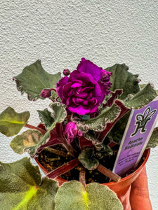 African Violet "Apache Redcoats"