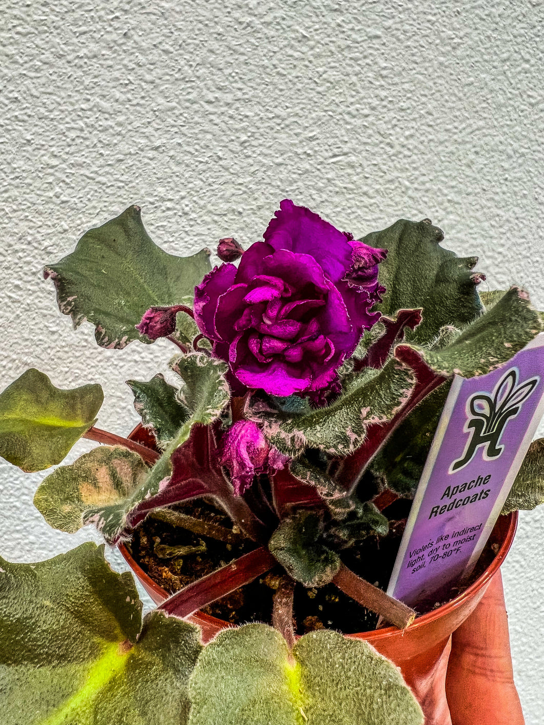 African Violet 