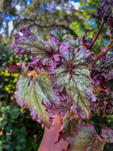 4" Begonia Harmony’s Daenerys
