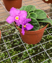 Load image into Gallery viewer, 4&quot;  African Violet &quot;Birth of Galaxy&quot;
