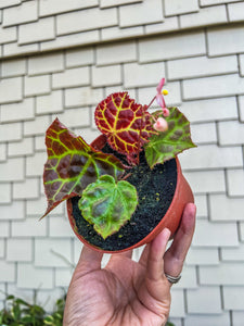 4” Begonia rajah