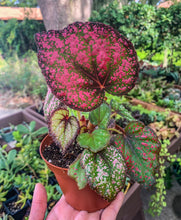Load image into Gallery viewer, 4&quot; Begonia Rex “Harmony’s Revel Majesty”
