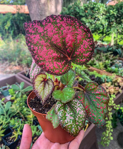 4" Begonia Rex “Harmony’s Revel Majesty”