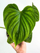 Load image into Gallery viewer, 4&quot; Philodendron plowmanii
