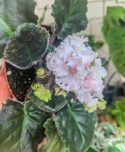 4"  African Violet "RS Forest Lace"