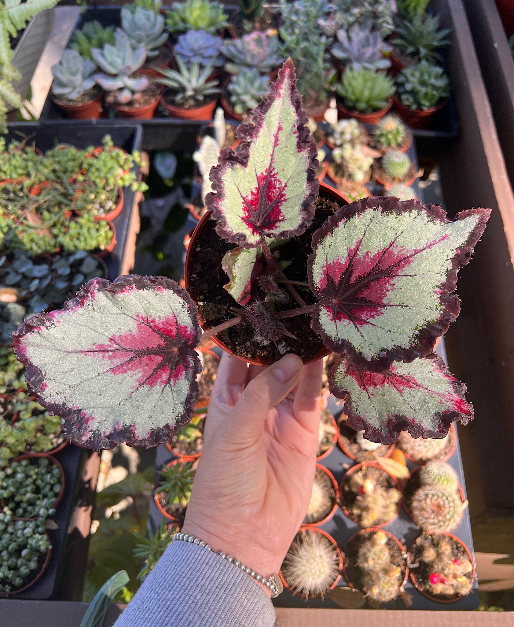 Begonia Rex “Harmony's Bullseye” – Angie's Planties