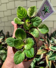 Load image into Gallery viewer, Mini African Violet “Jolly Mel“
