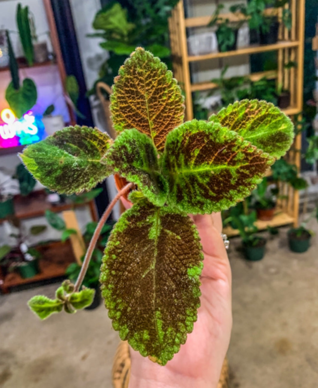 2” Episcia Emerald Green