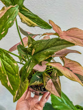 Load image into Gallery viewer, 4” Syngonium Pink Splash
