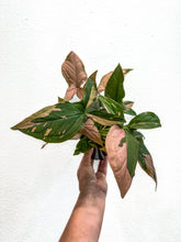 Load image into Gallery viewer, 4” Syngonium Pink Splash
