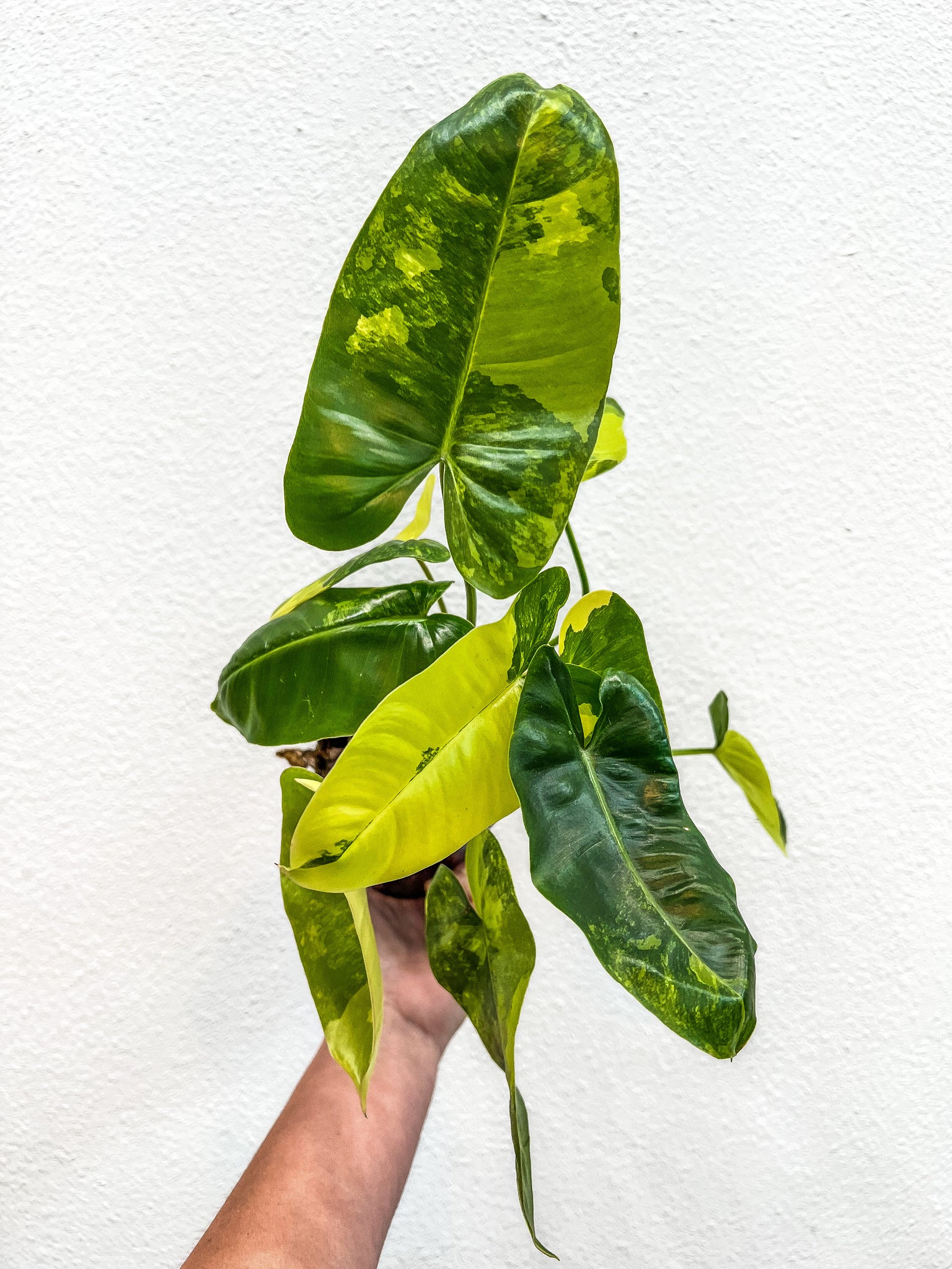 burle marx philodendron for sale 3.5" Philodendron Burle Marx Philodendron Burle Marx Aurea Variegata – Angie's Planties