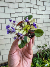 Load image into Gallery viewer, Mini African Violet “Harmony’s Spring Fever“
