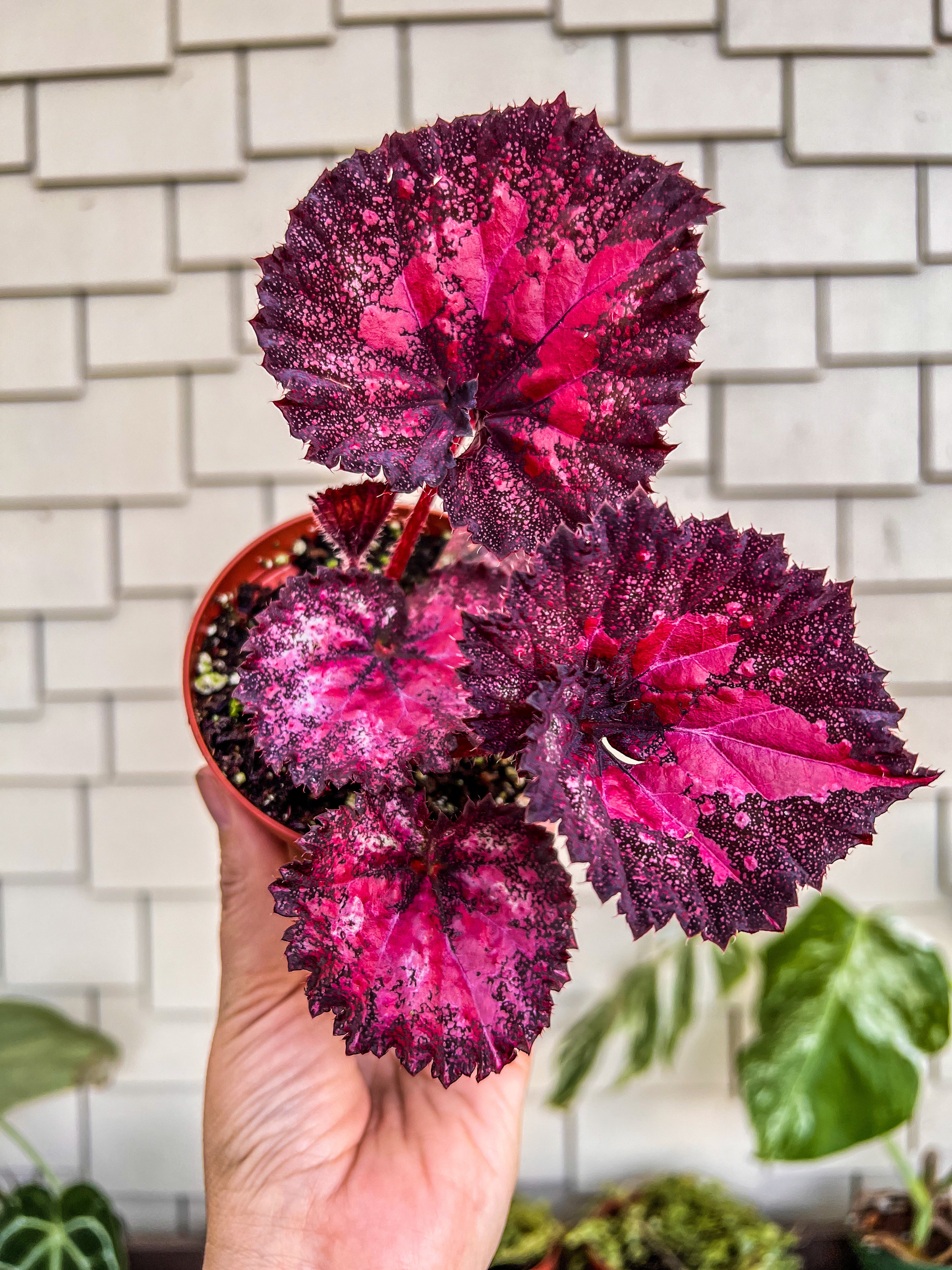 Begonia Rex “Harmony's Love Hurts” – Angie's Planties