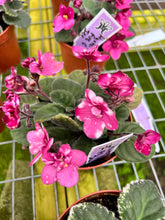 Load image into Gallery viewer, 4&quot;  African Violet &quot;Hunter’s Fire &amp; Ice&quot;
