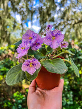 Load image into Gallery viewer, 4&quot;  African Violet &quot;Amour Elite&quot;
