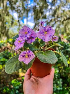 4"  African Violet "Amour Elite"