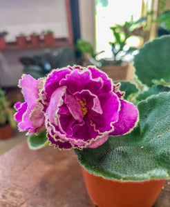 4"  African Violet “Sun Sizzle”