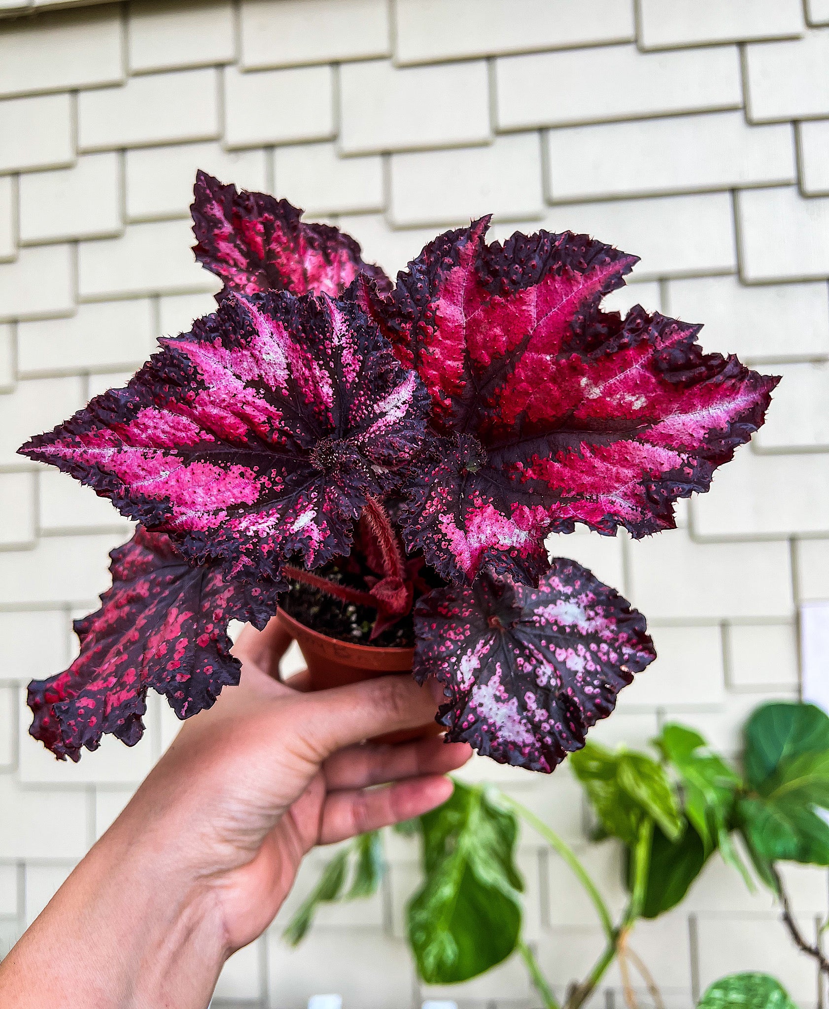 チェリーパイ 220SUS ブラックトビウオ/ピンクヘッド H367 Begonia Rex “Harmony's Cherry Bomb” – Angie's Planties