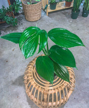 Load image into Gallery viewer, Mature Rhaphidophora Decursiva
