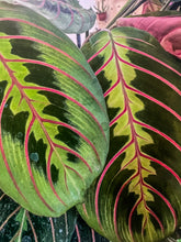 Load image into Gallery viewer, 6&quot; Maranta Red Prayer
