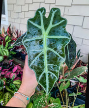 Load image into Gallery viewer, 4&quot; Alocasia Polly
