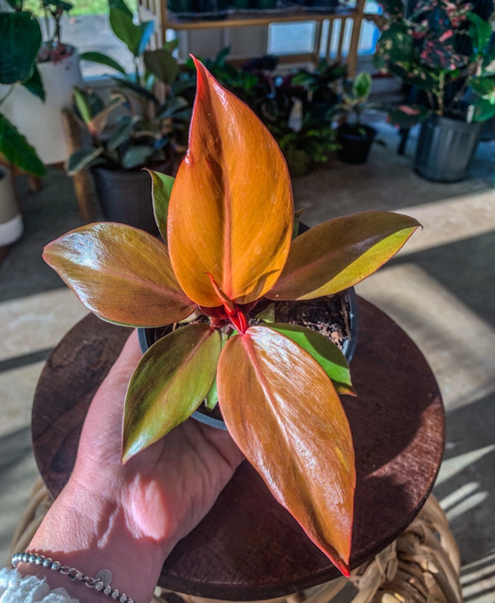 mccolley philodendron Philodendron McColley's Finale, 4" Plant