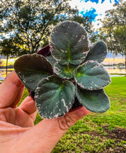 Load image into Gallery viewer, Mini African Violet “Harmony&#39;s Golden Dawn“
